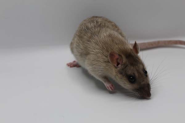 Best Pet