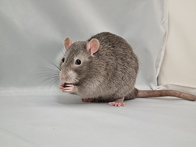 05 Kidnapped Variety