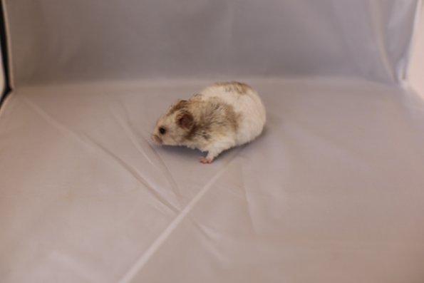 074 Best Small Furry