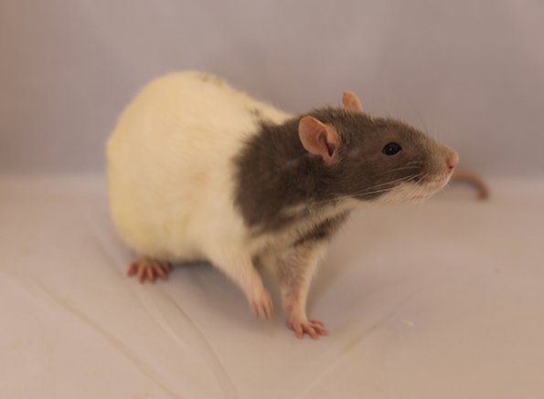 076 Fourth & Best Rescue Pet