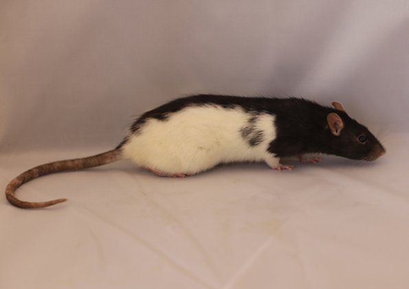 078 Reserve Best Pet