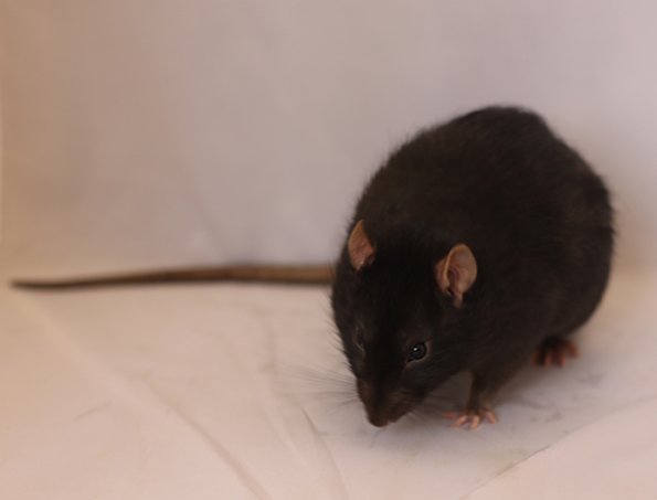 080 Stud Buck & Kidnapped Variety