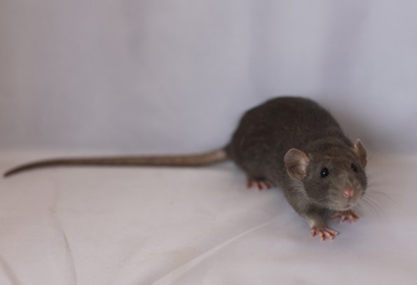 083 Best Opposite Age