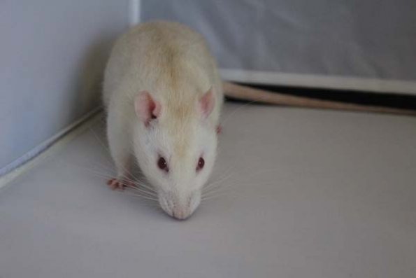 Reserve Best in Show