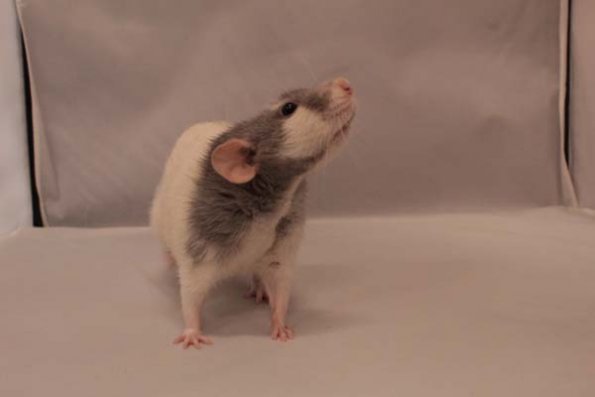 04 Reserved_Best_Pet