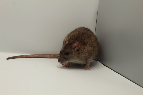 reserve best in show