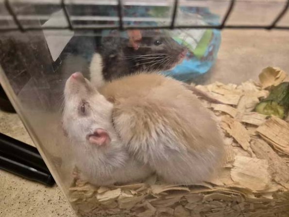 474646700_438891299219158_2233815063637879344_n