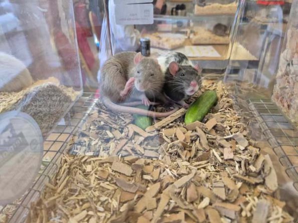 476427327_1159021159001406_8953956528059736664_n