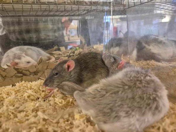 476443784_642528281603256_7152799015314338799_n