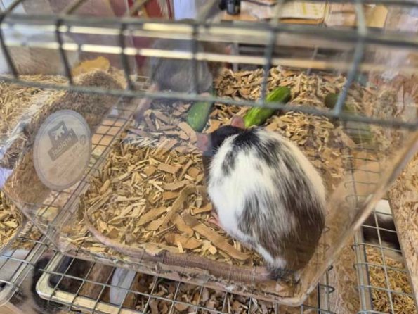 476782393_483409001484422_6351570704807346271_n