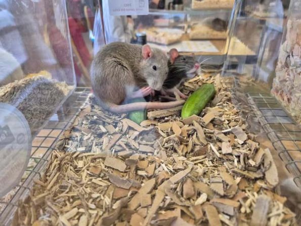 476903347_1342149380014874_3783239676969766070_n