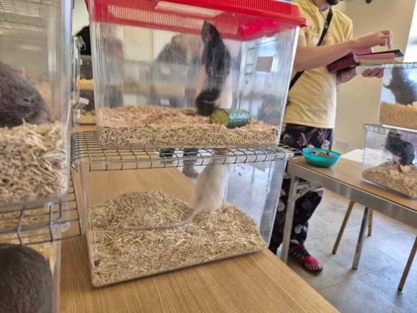 477632231_1182288590155643_2571378587157352918_n