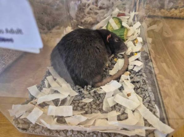 479890998_1134697941443647_1059026732966103587_n