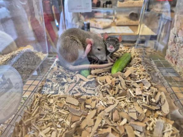 480479860_1507608296866258_8950532093894933613_n