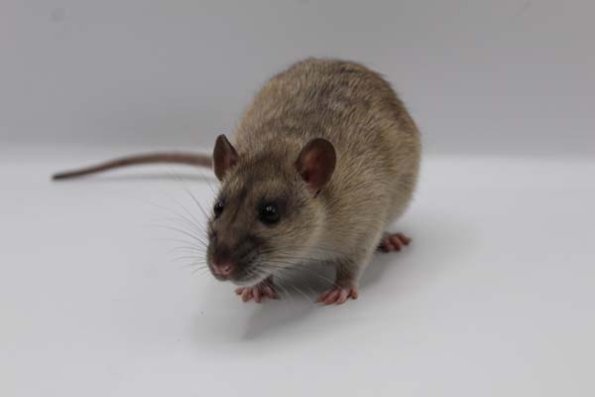 Reserve Best in Show