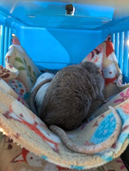 PXL_20250405_175452203.MP