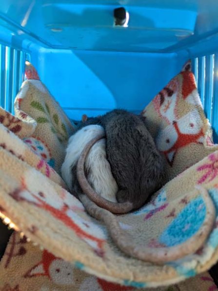 PXL_20250405_175458385.MP