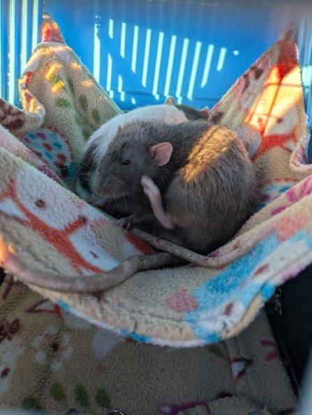 PXL_20250405_180604855.MP