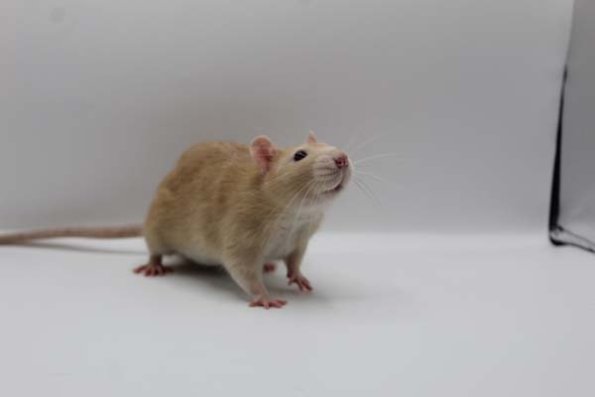 reserve best in show