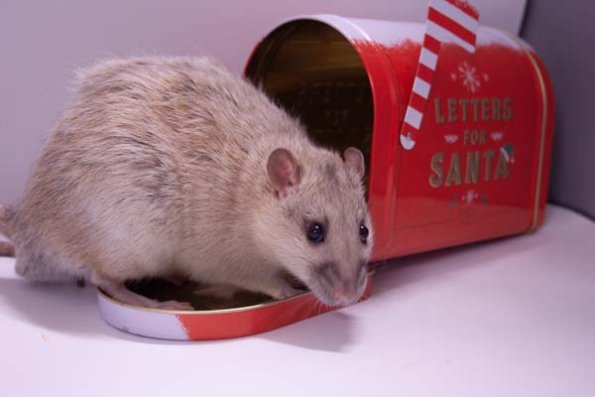 reserve best in show