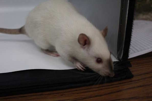 Taken by Rhiannon  (132)