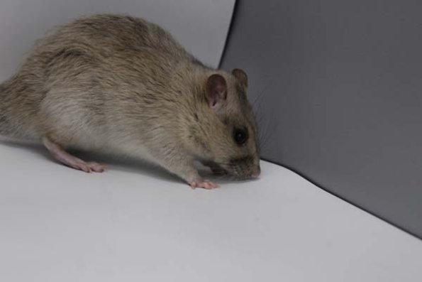 Taken by Rhiannon  (92)